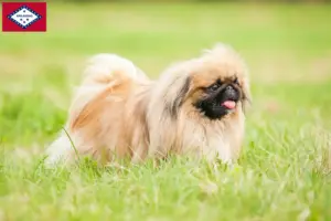 Read more about the article Pekingese breeders and puppies in Arkansas