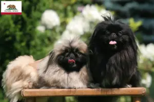 Read more about the article Pekingese breeders and puppies in California