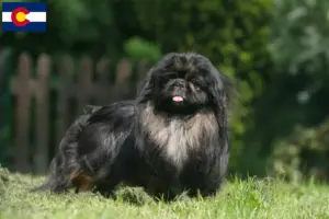 Read more about the article Pekingese breeders and puppies in Colorado