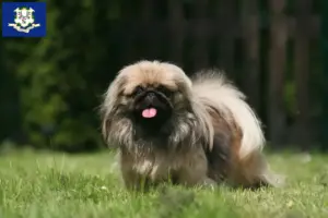 Read more about the article Pekingese breeders and puppies in Connecticut
