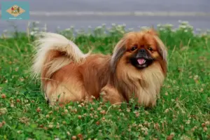 Read more about the article Pekingese breeders and puppies in Delaware