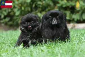 Read more about the article Pekingese breeders and puppies in Georgia