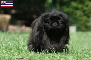 Read more about the article Pekingese breeders and puppies in Hawaii
