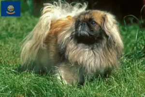 Read more about the article Pekingese breeders and puppies in Idaho