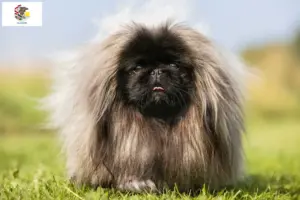 Read more about the article Pekingese breeders and puppies in Illinois
