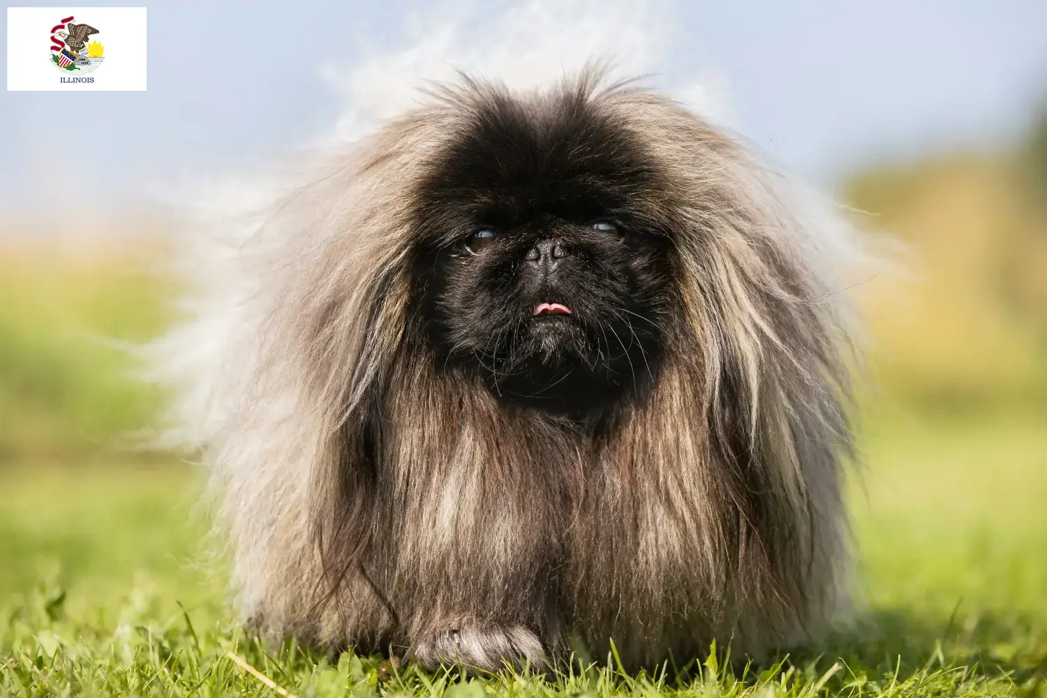 Pekingese puppies and breeders Illinois Find Pekingese breeders in Illinois.