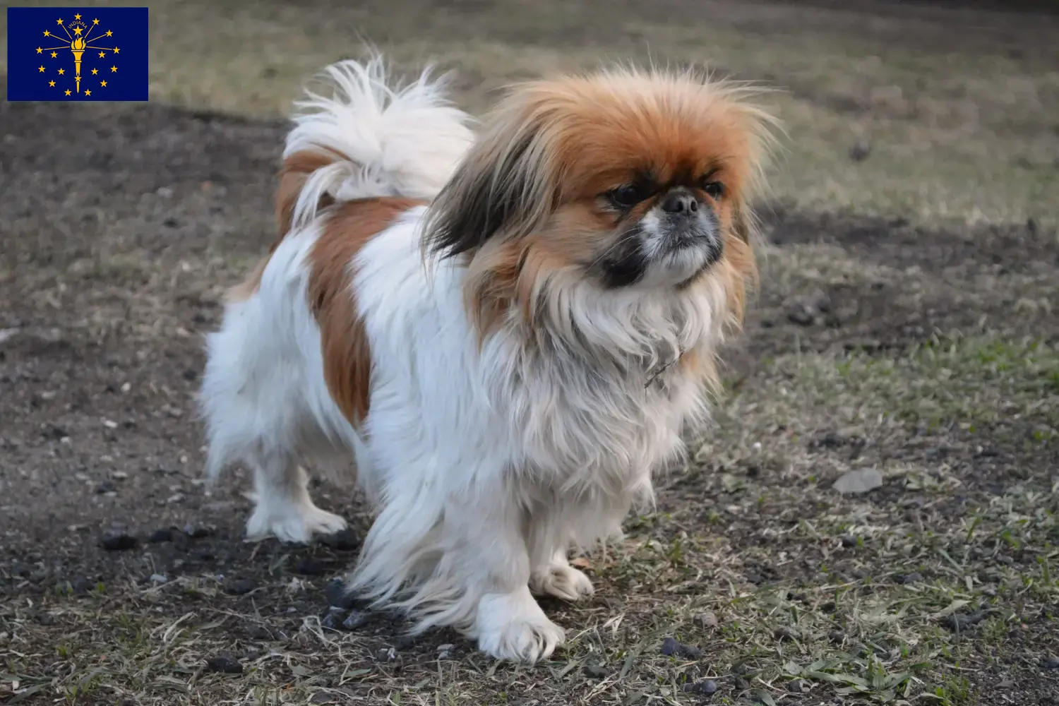 Pekingese puppies and breeder Indiana Find Pekingese breeders in Indiana.