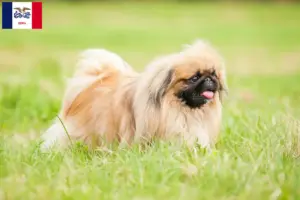 Read more about the article Pekingese breeders and puppies in Iowa