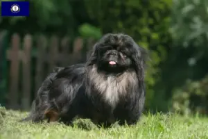 Read more about the article Pekingese breeders and puppies in Kentucky