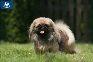 Read more about the article Pekingese breeders and puppies in Louisiana