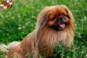 Read more about the article Pekingese breeders and puppies in Maryland