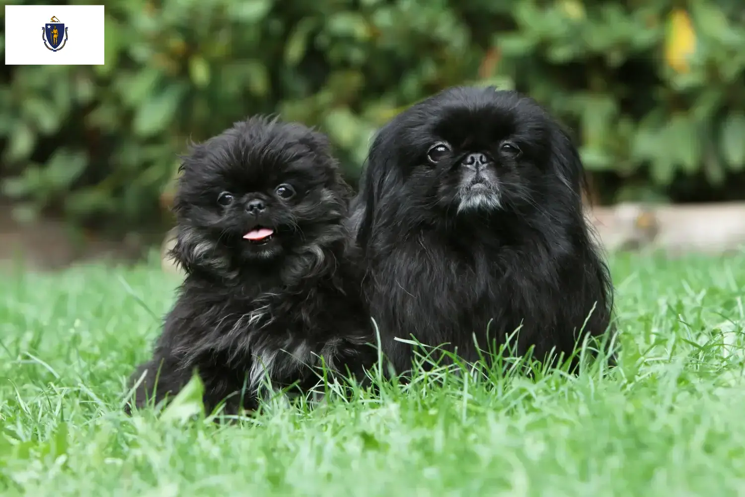 Read more about the article Pekingese breeders and puppies in Massachusetts