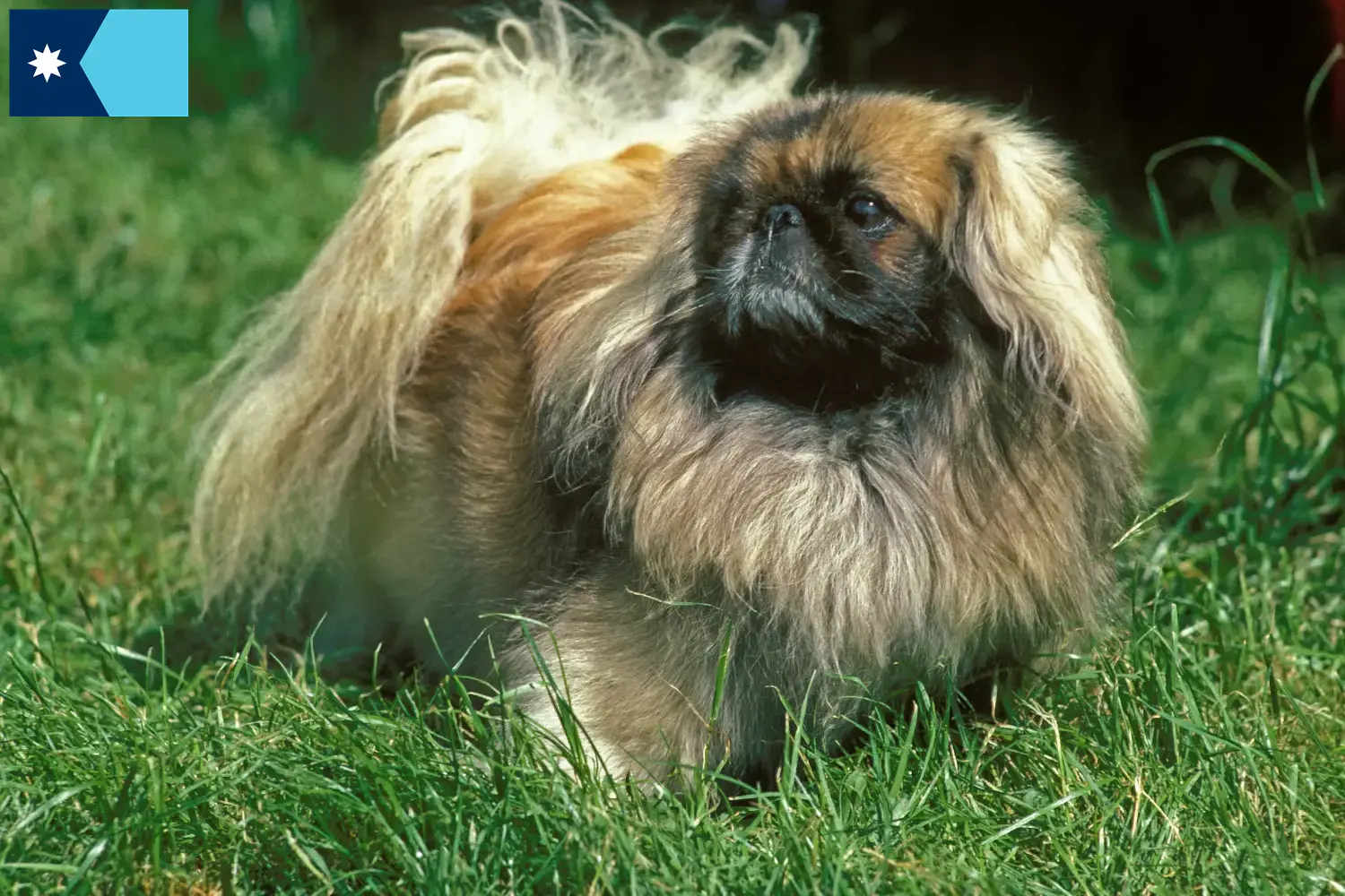 Read more about the article Pekingese breeders and puppies in Minnesota