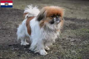 Read more about the article Pekingese breeders and puppies in Missouri