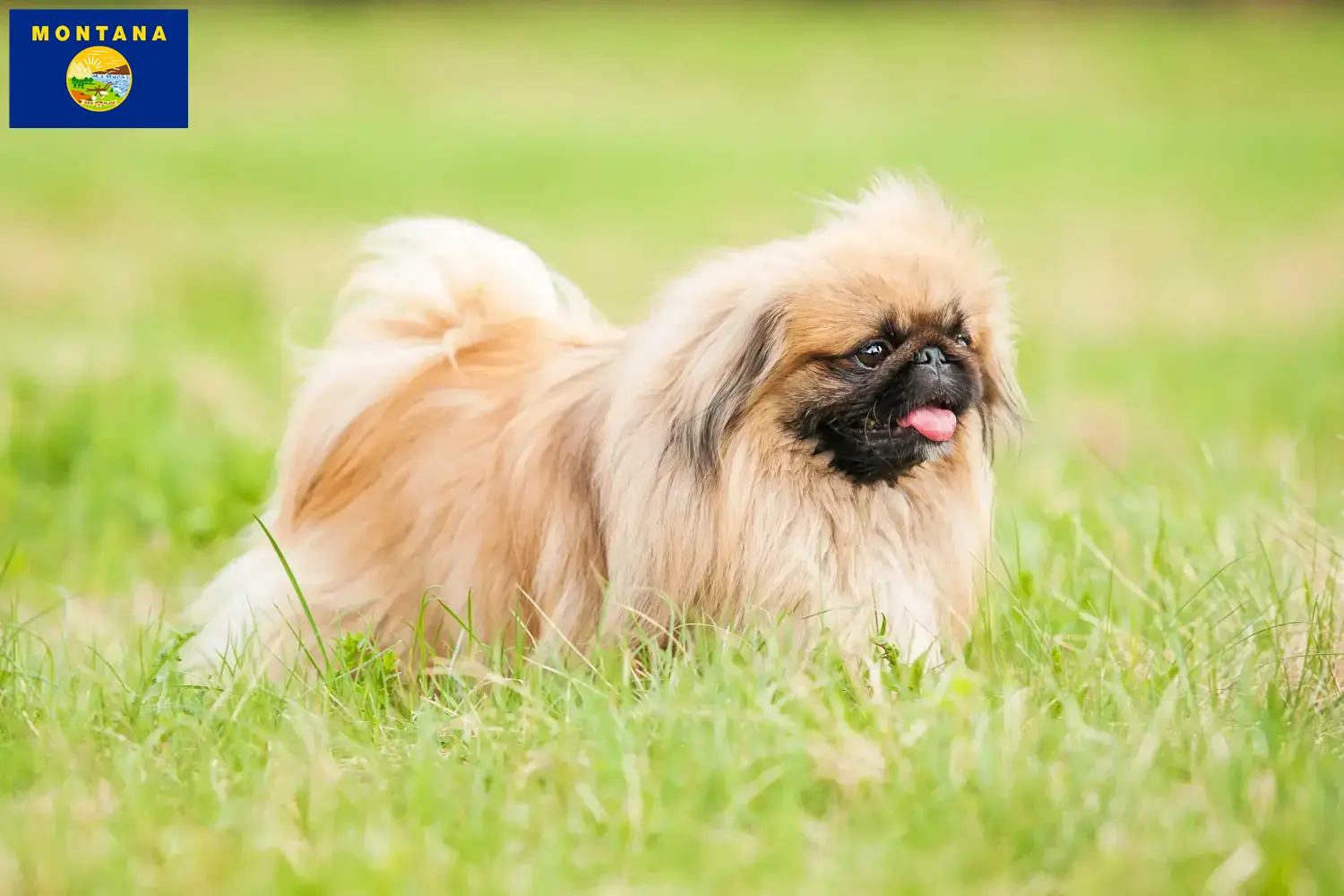 Read more about the article Pekingese breeders and puppies in Montana