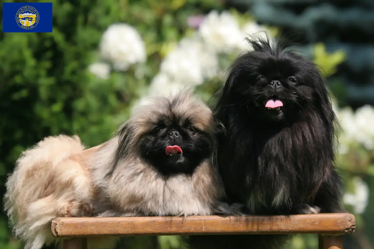Read more about the article Pekingese breeders and puppies in Nebraska