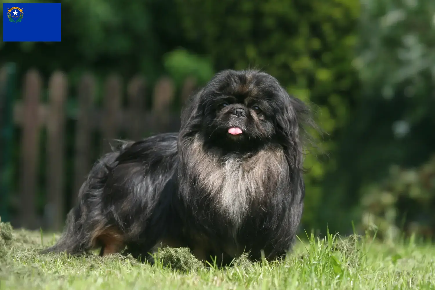 Read more about the article Pekingese breeders and puppies in Nevada