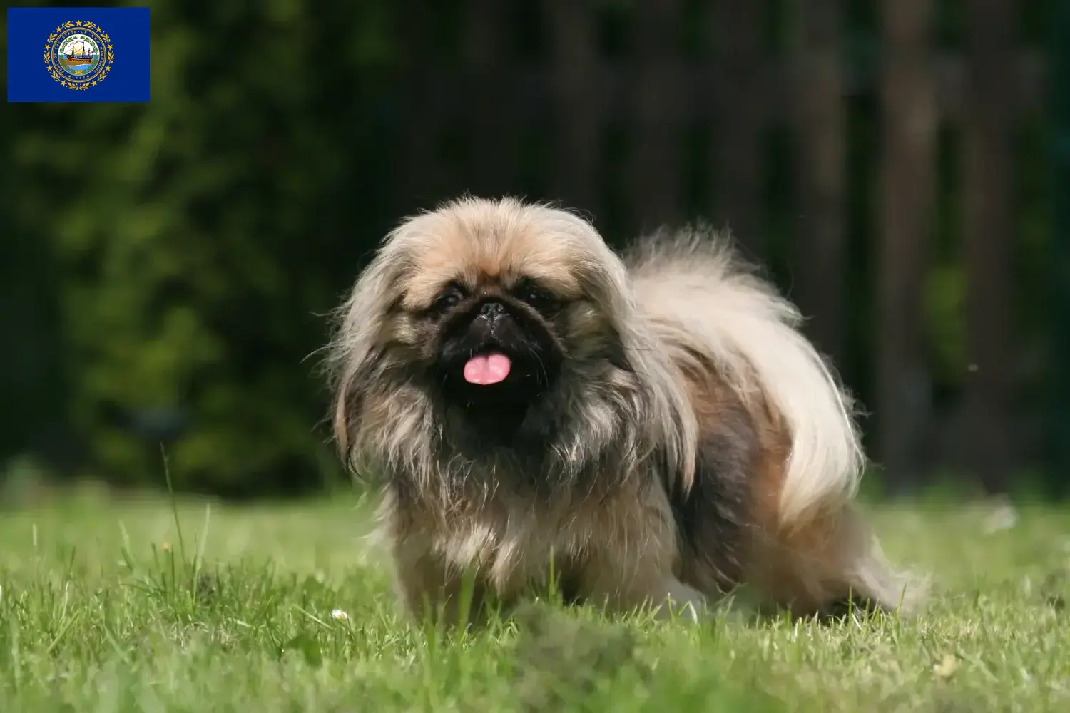 Read more about the article Pekingese breeders and puppies in New Hampshire