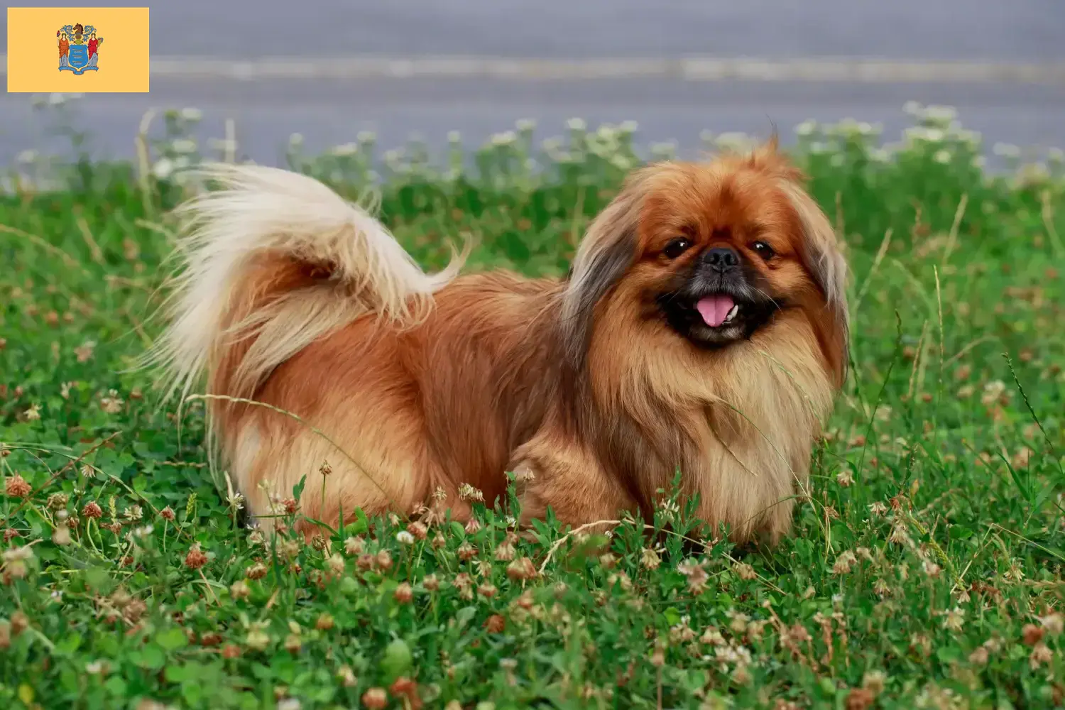 Read more about the article Pekingese breeders and puppies in New Jersey