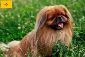 Read more about the article Pekingese breeders and puppies in New Mexico