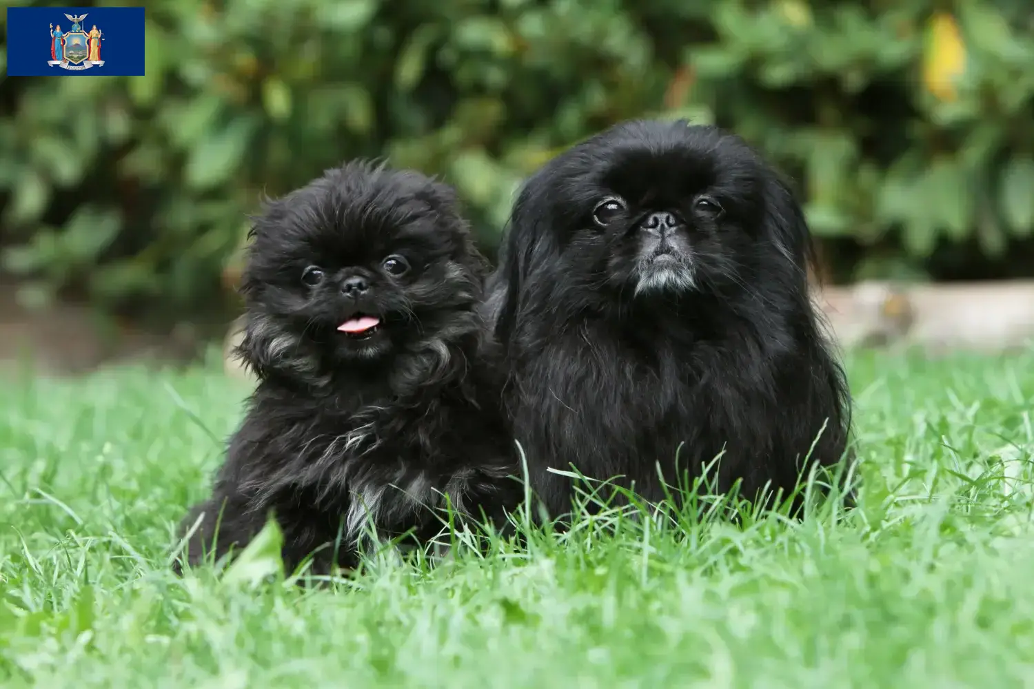 Pekingese puppies and breeders New York Find Pekingese breeders in New York here.