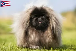 Read more about the article Pekingese breeders and puppies in Ohio