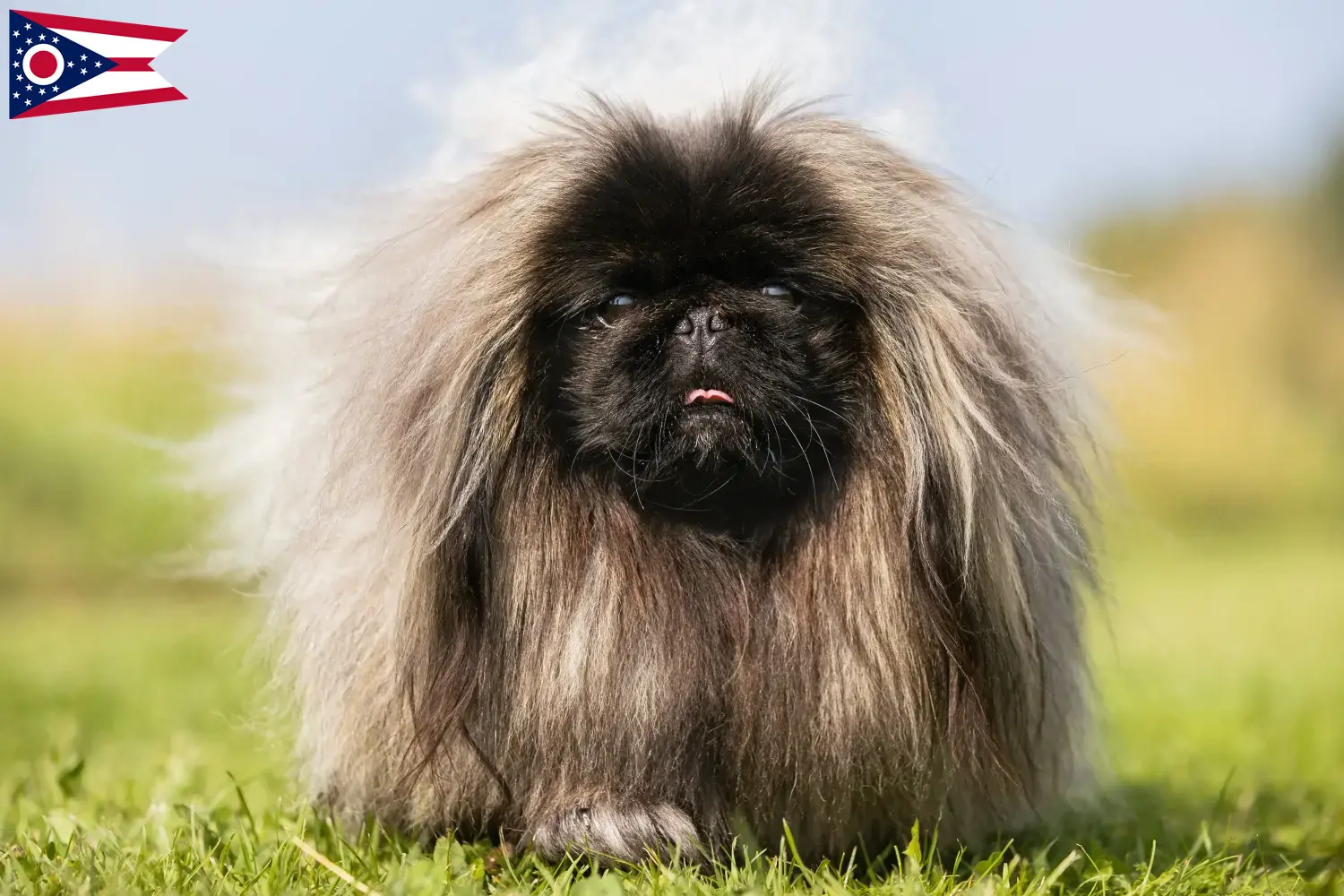 Pekingese puppies and breeder Ohio Find Pekingese breeders in Ohio.