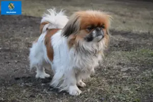 Read more about the article Pekingese breeders and puppies in Oklahoma