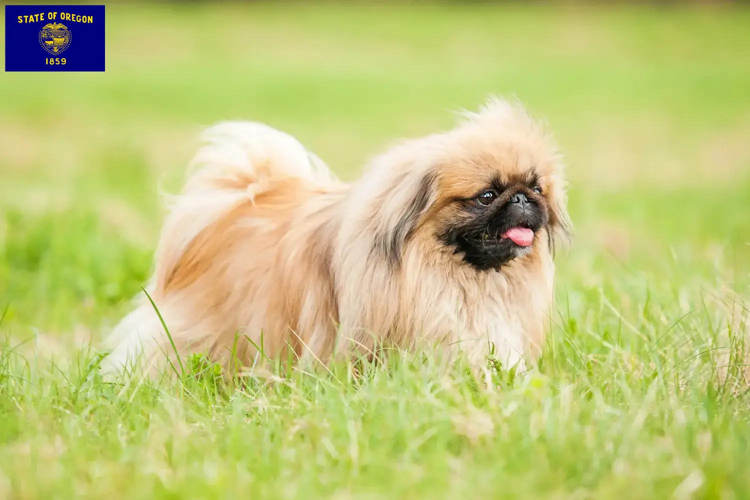 Read more about the article Pekingese breeders and puppies in Oregon