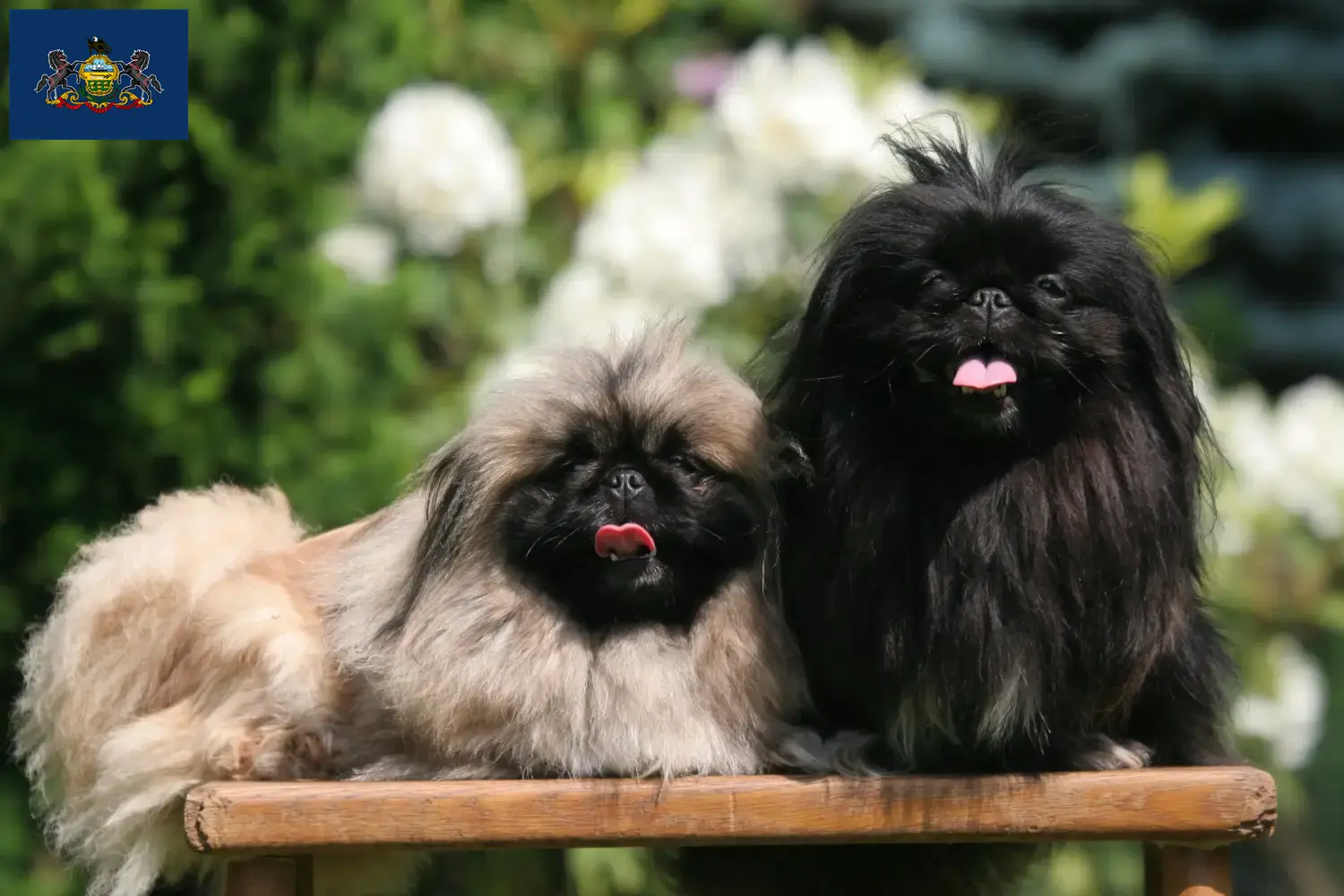 Read more about the article Pekingese breeders and puppies in Pennsylvania