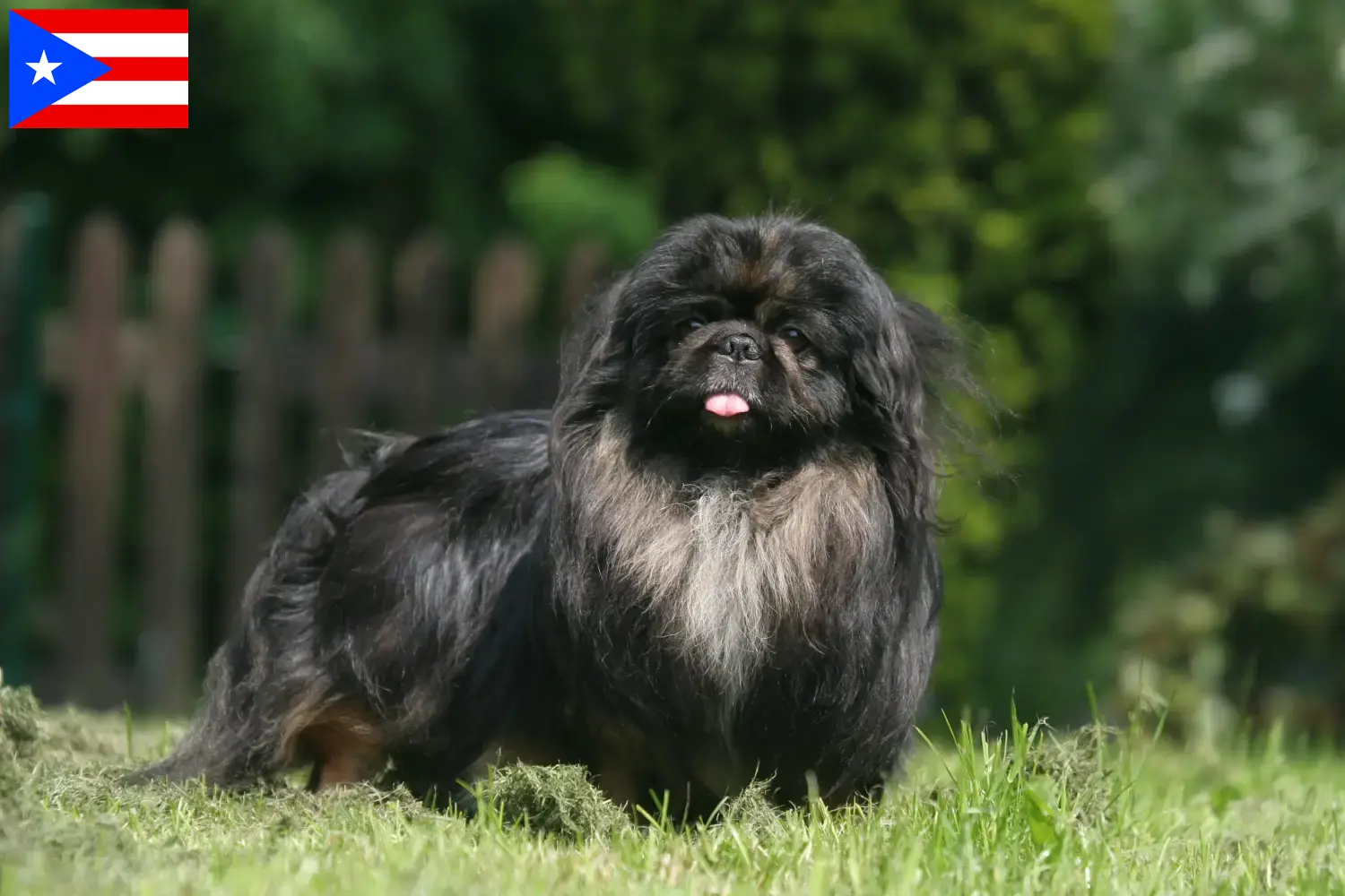 Read more about the article Pekingese breeders and puppies in Puerto Rico