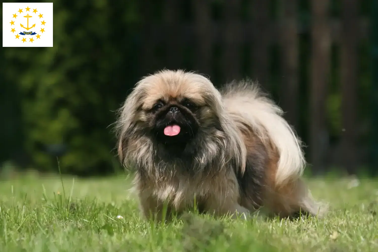 Read more about the article Pekingese breeders and puppies in Rhode Island