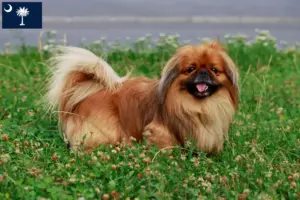 Read more about the article Pekingese breeders and puppies in South Carolina