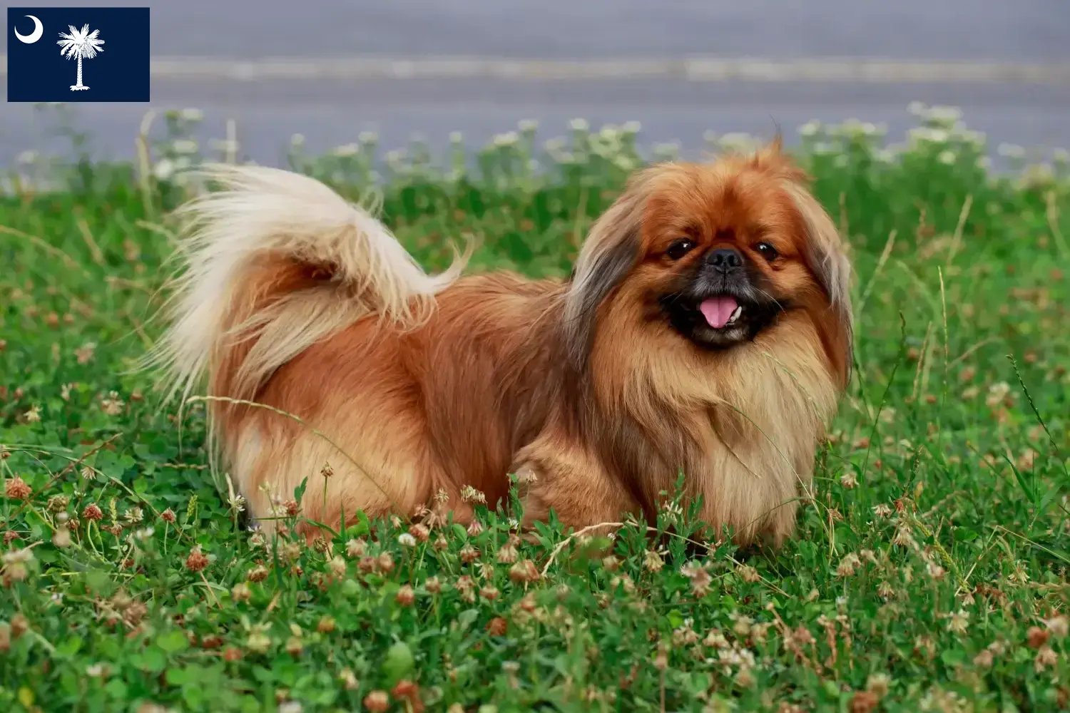 Read more about the article Pekingese breeders and puppies in South Carolina