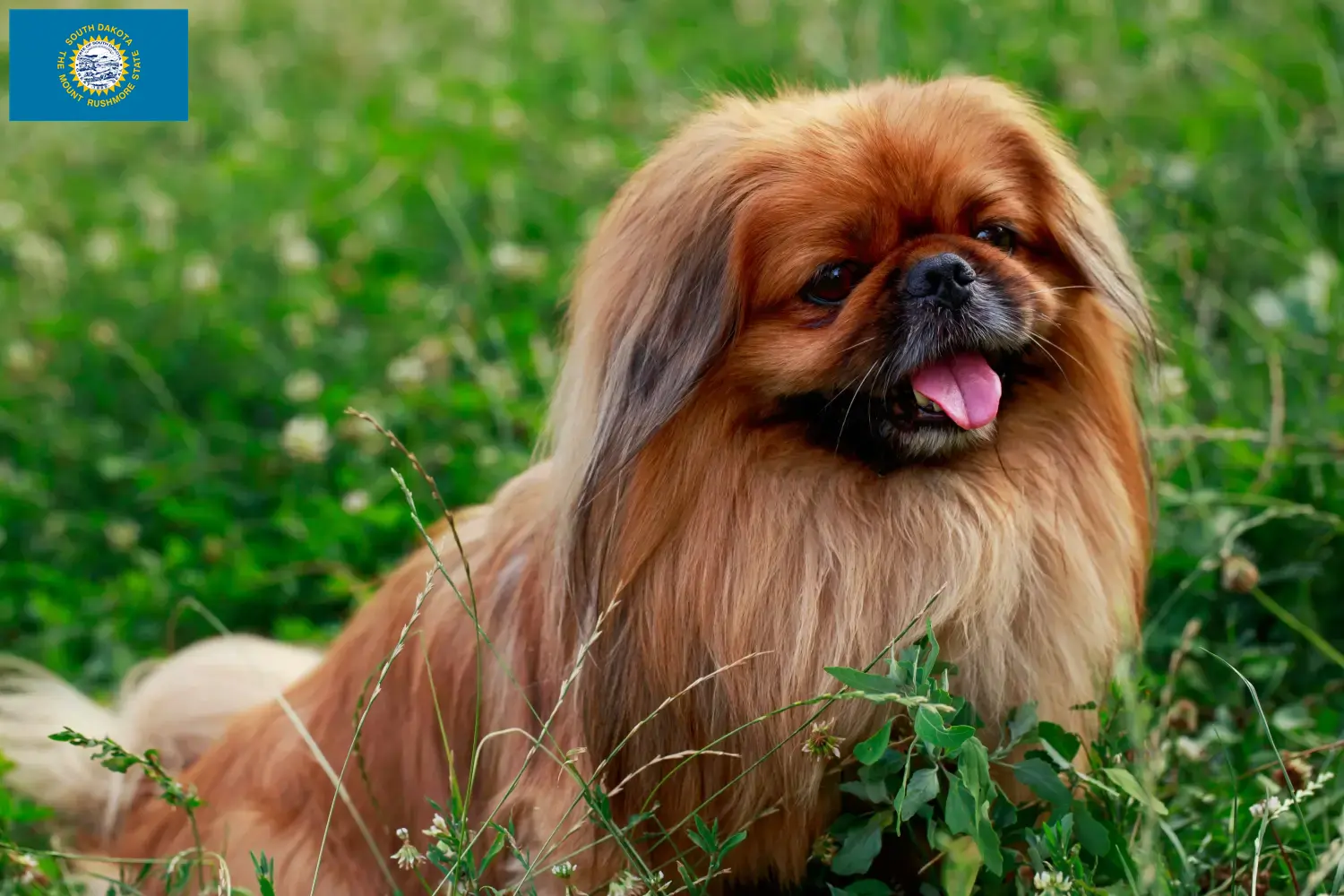 Read more about the article Pekingese breeders and puppies in South Dakota