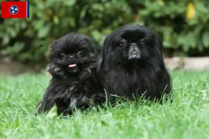 Read more about the article Pekingese breeders and puppies in Tennessee