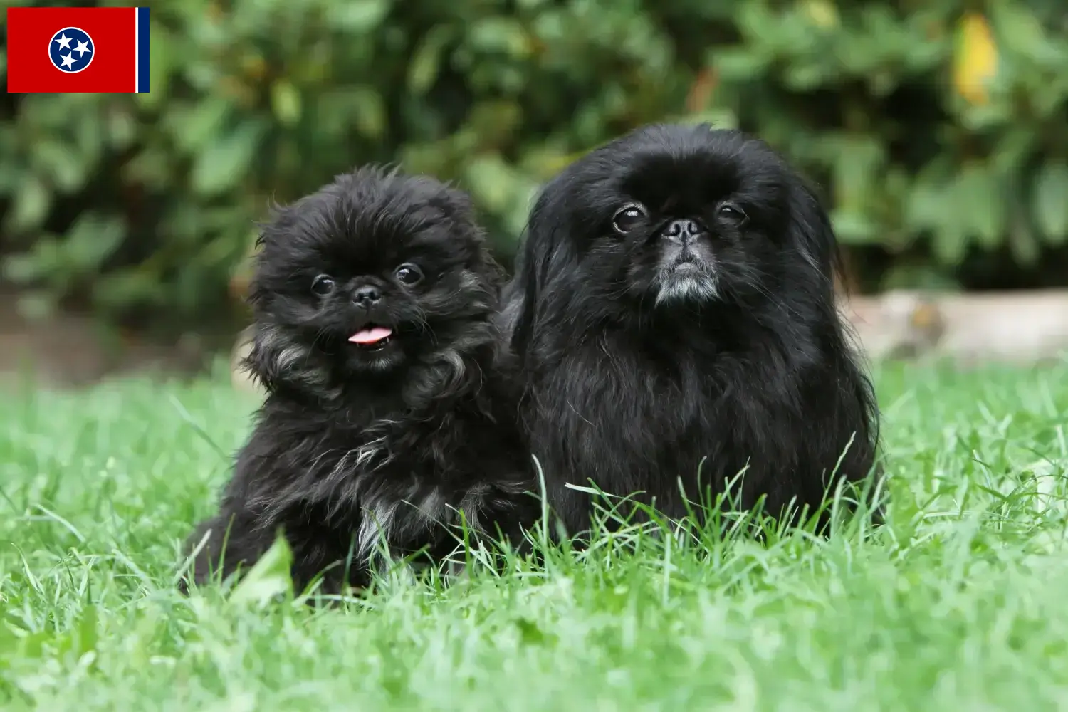 Read more about the article Pekingese breeders and puppies in Tennessee
