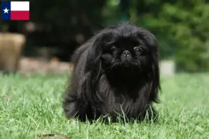 Read more about the article Pekingese breeders and puppies in Texas