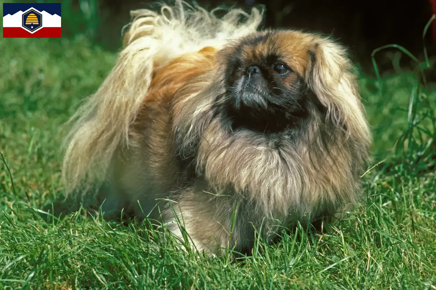 Read more about the article Pekingese breeders and puppies in Utah