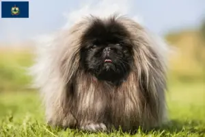 Read more about the article Pekingese breeders and puppies in Vermont