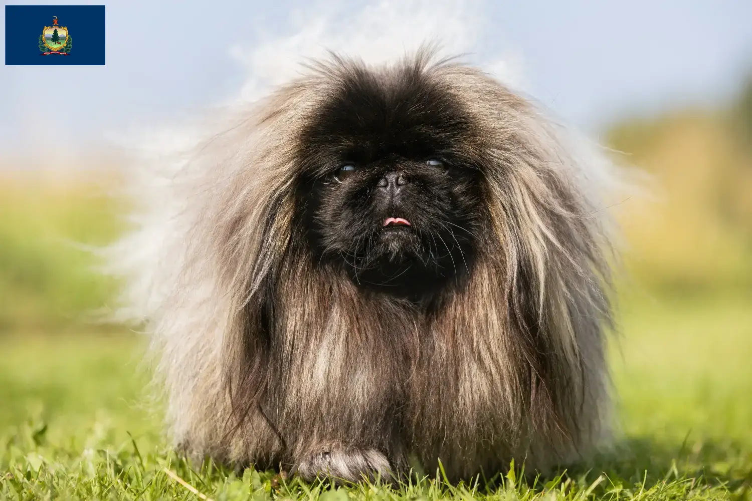 Read more about the article Pekingese breeders and puppies in Vermont