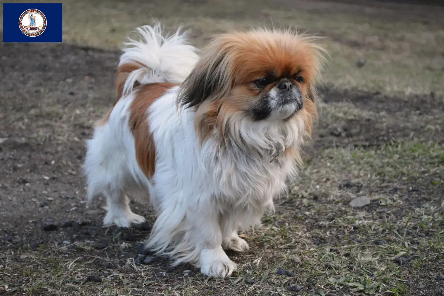 Read more about the article Pekingese breeders and puppies in Virginia