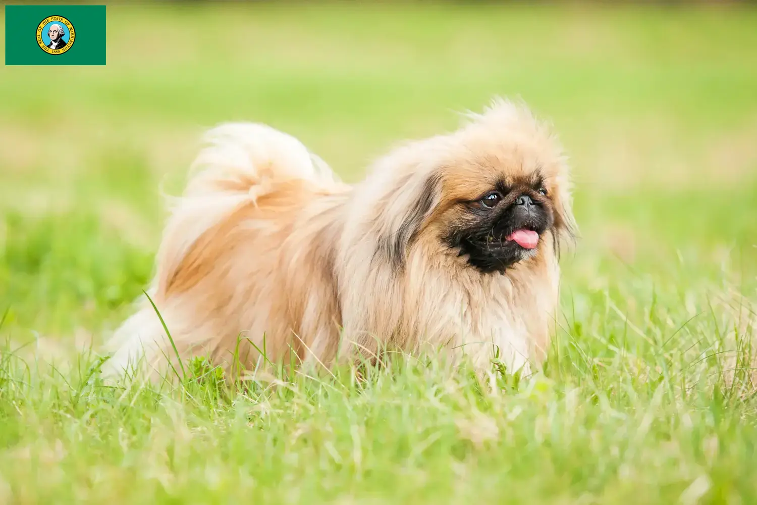 Read more about the article Pekingese breeders and puppies in Washington