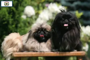 Read more about the article Pekingese breeders and puppies in West Virginia