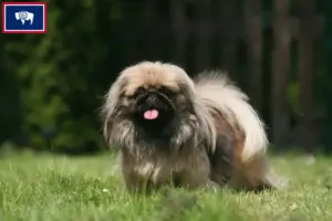 Read more about the article Pekingese breeders and puppies in Wyoming