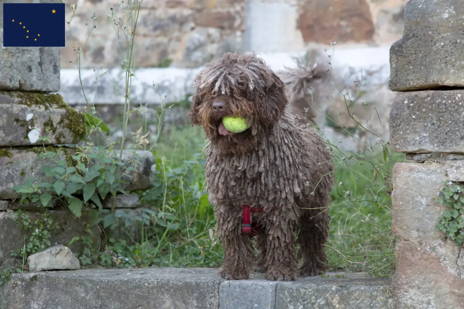 Read more about the article Perro de Agua Español breeders and puppies in Alaska