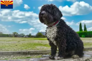 Read more about the article Perro de Agua Español breeders and puppies in Arizona
