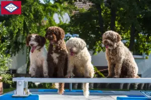 Read more about the article Perro de Agua Español breeders and puppies in Arkansas