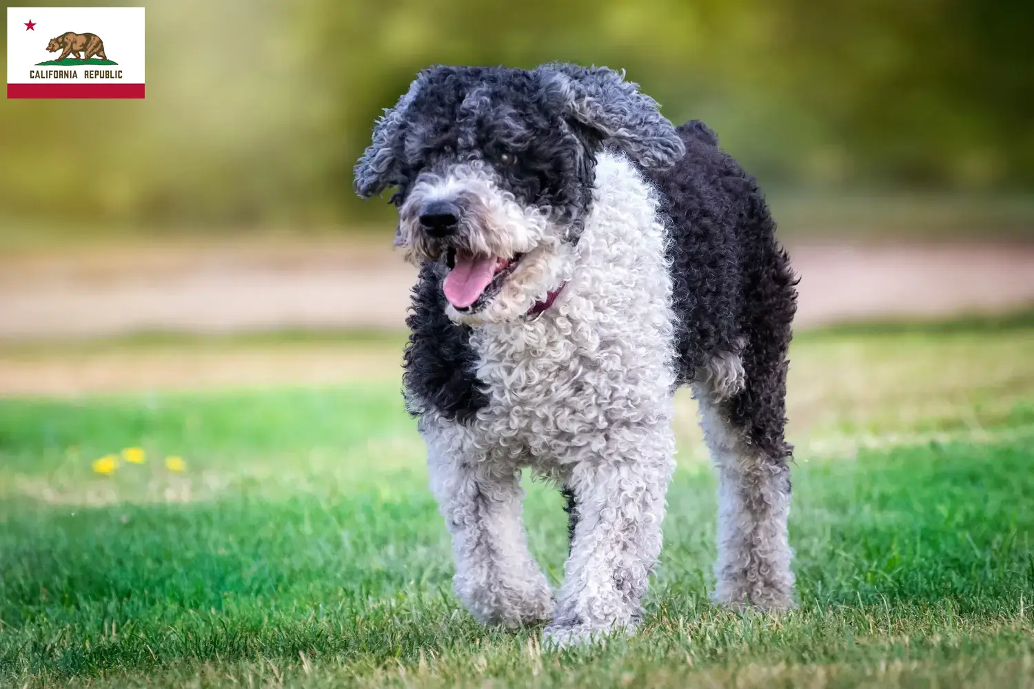 Read more about the article Perro de Agua Español breeders and puppies in California