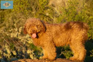 Read more about the article Perro de Agua Español breeders and puppies in Delaware